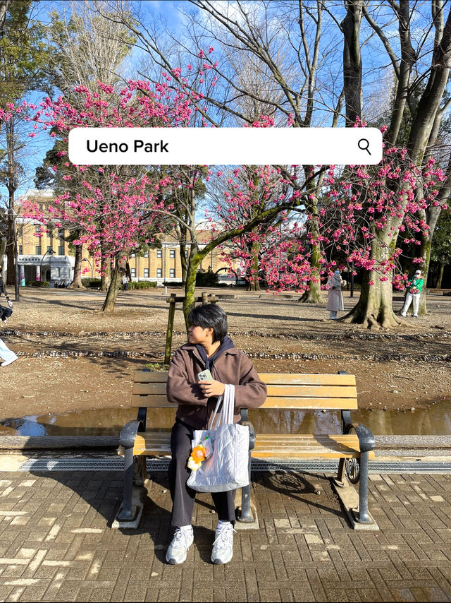 3 พิกัดดูซากุระบานที่ Ueno 🌸