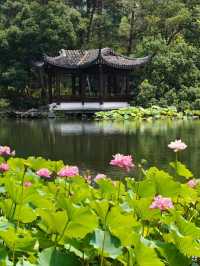 Peak Bloom Alert – July’s Lotus Finale！