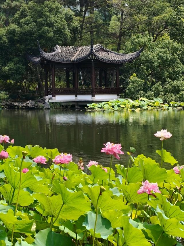 Peak Bloom Alert – July’s Lotus Finale！