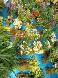 Blossom Wonderland of Dounan