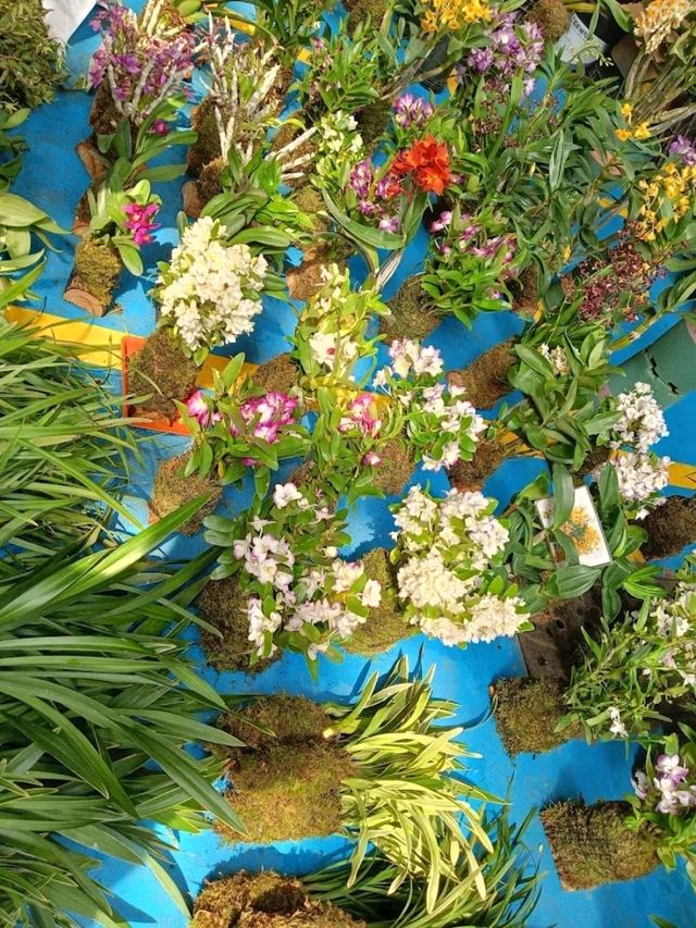 Blossom Wonderland of Dounan