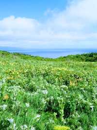 夏の礼文島で花と海と緑の絶景トレッキング