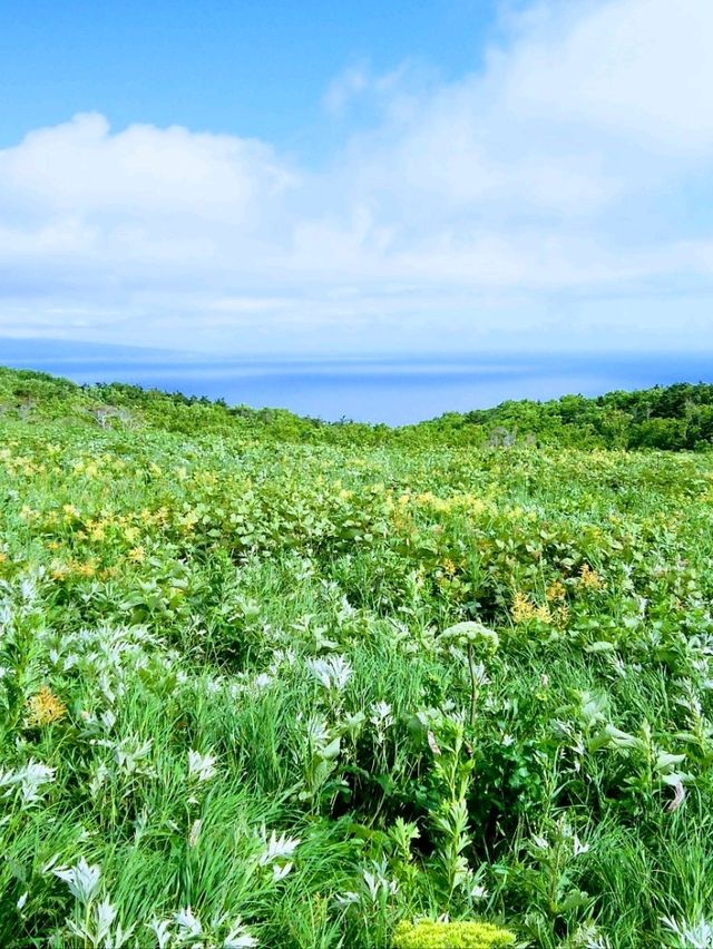 夏の礼文島で花と海と緑の絶景トレッキング 夏の礼文島で花と海と緑の絶景トレッキング