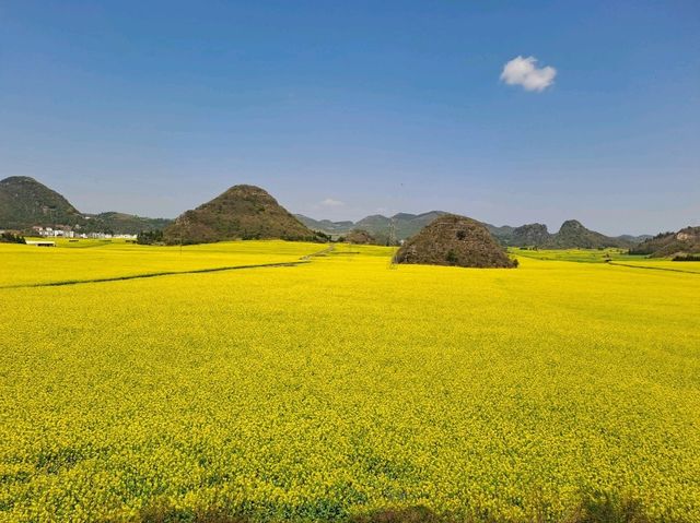 Luoping - Sea of Rapeseed Flowers in Yunnan. Luoping - Sea of Rapeseed Flowers in Yunnan.