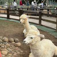 Exploring Mongo Land ĐlDa Lat – Fun, Photos, and a Touch of Mongolia