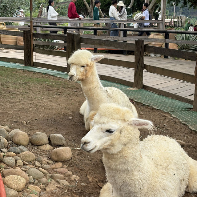 Exploring Mongo Land ĐlDa Lat – Fun, Photos, and a Touch of Mongolia