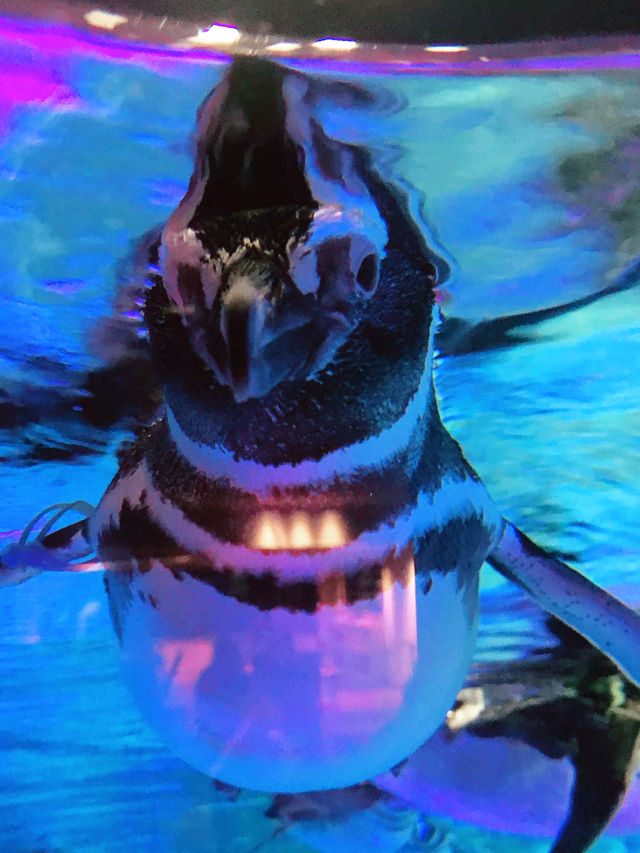 🐧 天空の街で出会う癒し──すみだ水族館・ペンギン展示の思い出 🐧 天空の街で出会う癒し──すみだ水族館・ペンギン展示の思い出