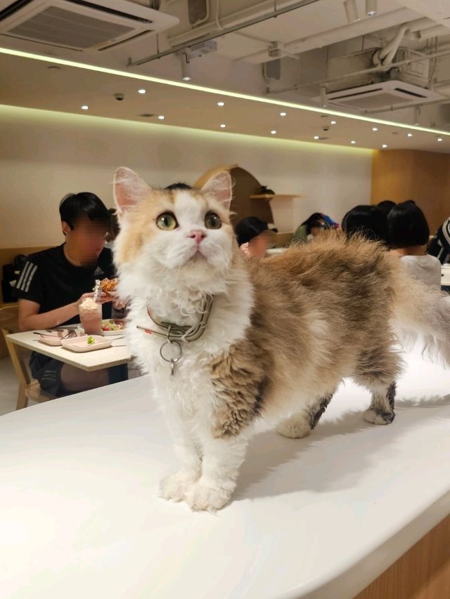 貓奴最愛打卡位推介😻