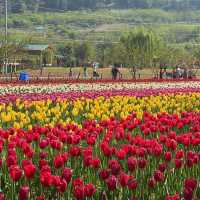 Tulip Garden - Kashmir 🇮🇳