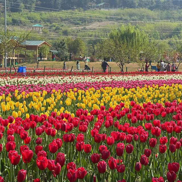 Tulip Garden - Kashmir 🇮🇳