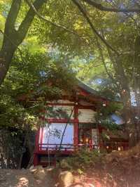 熱海｜隱身在樹林中來宮神社 繞神木一圈能延命一年傳說