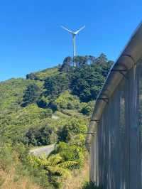Revolving Around the Beauty of Nature: Wildlife & Conservation – New Zealand 