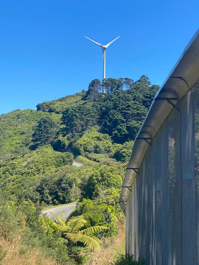 Revolving Around the Beauty of Nature: Wildlife & Conservation – New Zealand 