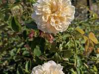 Dunedin Botanic Garden