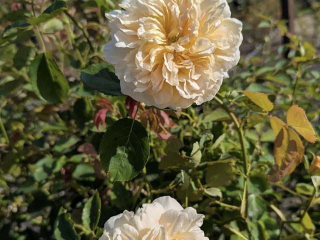 Dunedin Botanic Garden Dunedin Botanic Garden