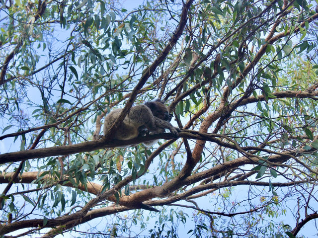 🏖️ Apollo Bay Beach & Wild Koalas at Great Otway National Park 🐨
