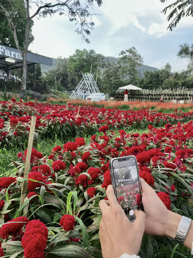ฟาร์มดอกไม้สงขลา กบางหุบเขา