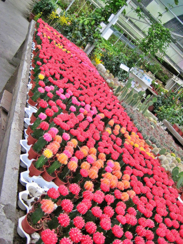 🌿 Cameron Highlands – A Cool Escape to Nature’s Garden ✨ 🌿 Cameron Highlands – A Cool Escape to Nature’s Garden ✨