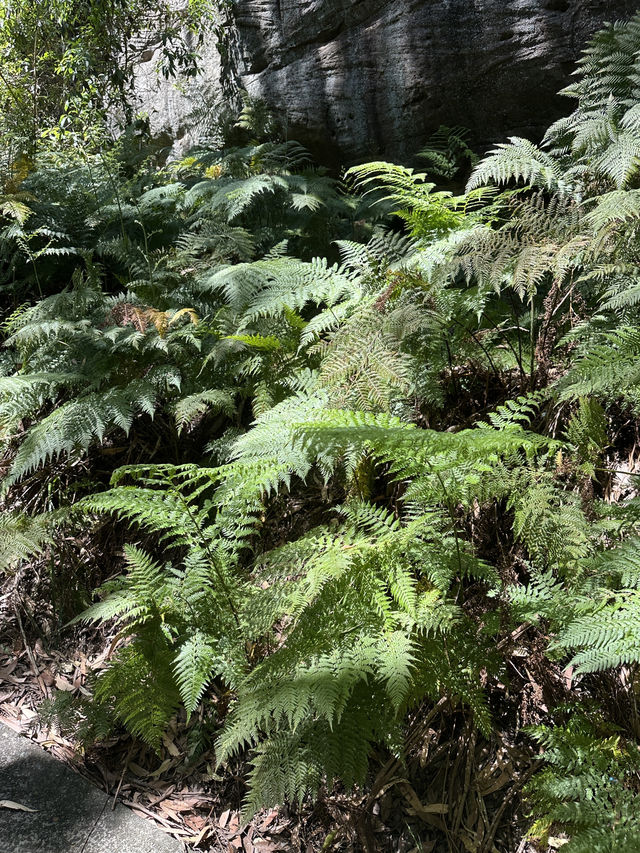 🌳 探訪「總理森林步道Prime Ministers’ Walk」：城市中的森林漫遊