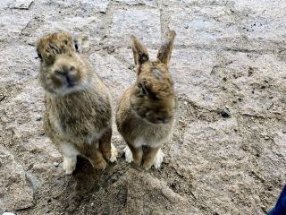 Hiroshima｜A Short Trip to Okunoshima Island to Get Up Close with Adorable Rabbits