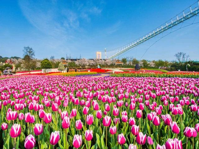 賞花好去處鬱金香田美景🌷🌹