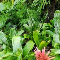 🪩南韓第二外島的玻璃巨蛋植物園&風之熱狗