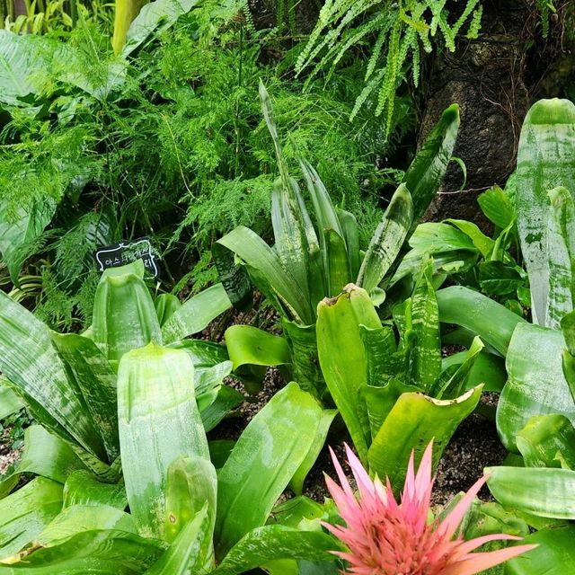 🪩南韓第二外島的玻璃巨蛋植物園&風之熱狗