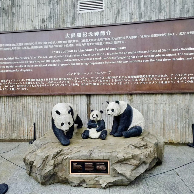 Panda Paradise in Chengdu 🐼 Panda Paradise in Chengdu 🐼