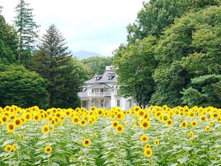 ハンナガーデンのひまわり畑＠那須塩原