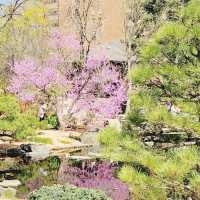 The Soloist's Mile-High Zen: Shofu-en Revisited