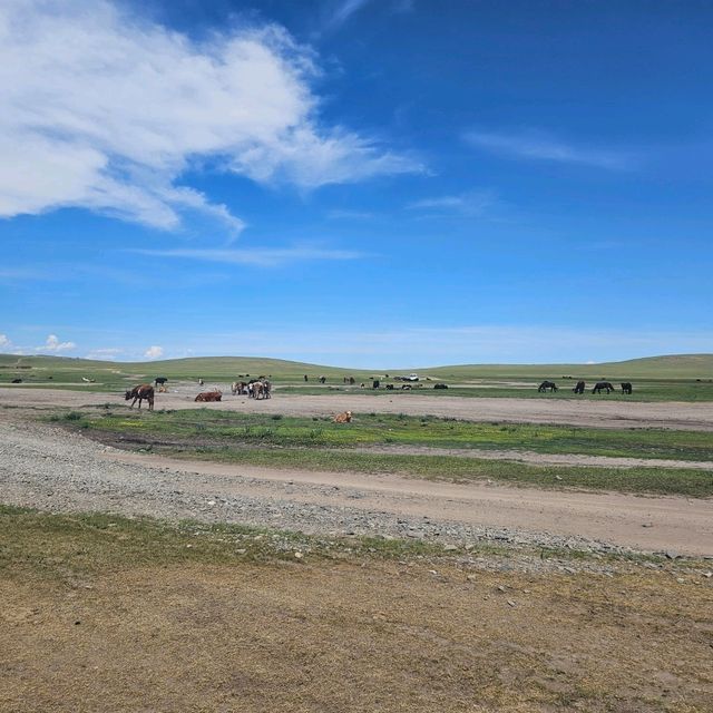 🏜️🐎 끝없는 초원이 펼쳐진 나라, 몽골🇲🇳✨