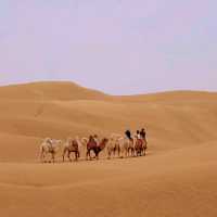 ขี่อูฐในทะเลทรายร้องเพลง