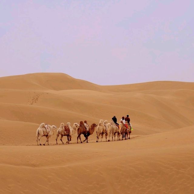 ขี่อูฐในทะเลทรายร้องเพลง