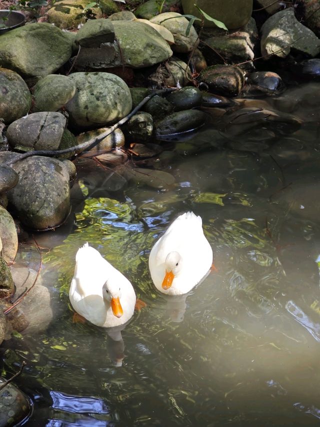 🌲落羽松秘境中的蔬食饗宴#🌿 澄石享自在-臺中市北屯區
