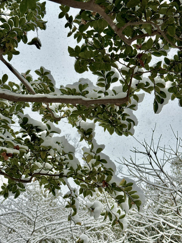 Traditional Garden Resilient in Deep Snow