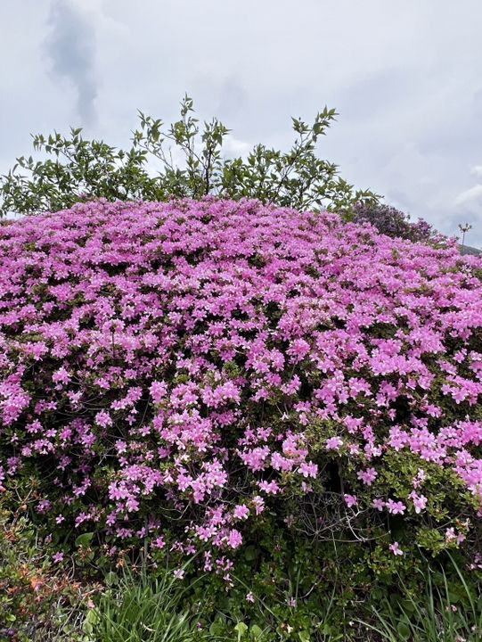 阿蘇火山 季節限定杜鵑花