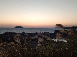 제주도 새섬에서 주변의 자연에 흠뻑 빠져보고 다양한 조류를 관찰해 보세요.