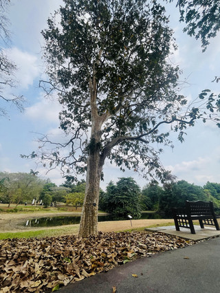 Botanic Garden