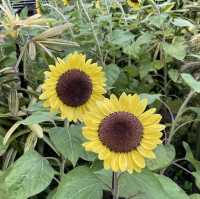 Sunflower Garden @ Changi Airport T2 transit