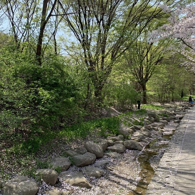 서울숲 벚꽃구경🌸🌸🌸