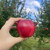 <캐나다 여행> 토론토 근교 애플 피킹(Apple picking)