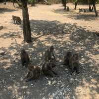 Monkeying Around in Paradise: Exploring Nha Trang's Wild Side!