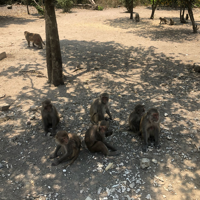 Monkeying Around in Paradise: Exploring Nha Trang's Wild Side!