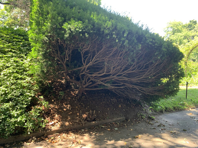 布魯克林植物園