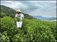 Tea picking in Ningbo  🌱