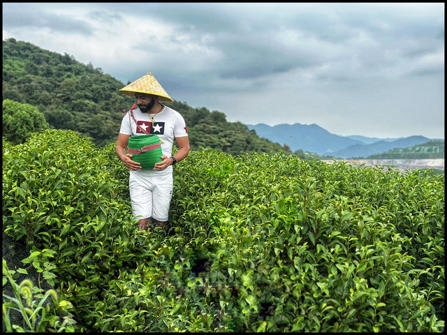Tea picking in Ningbo  🌱
