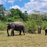 Elephant Safari in Sri Lanka