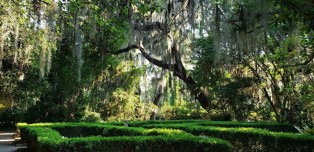 Charleston's Southern Charm 🌺🏰