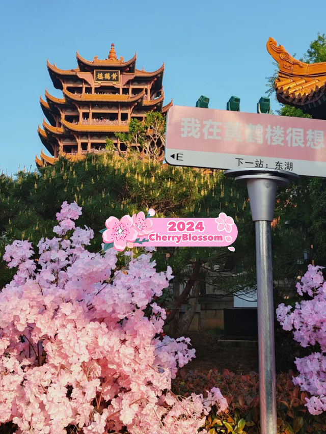 cherry Blossom guide wuhan Crane Tower 🇨🇳
