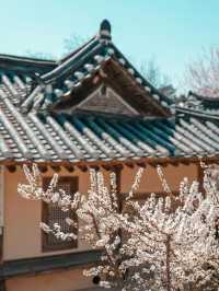🌸 추사고택 💕